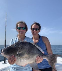 Dauphin Island Fishing for Large Triggerfish 